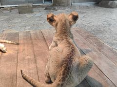 -上海野生动物园