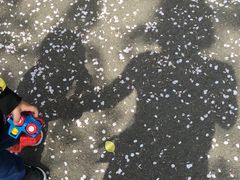 -汉拿树木园