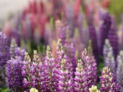 -上海滨江森林公园