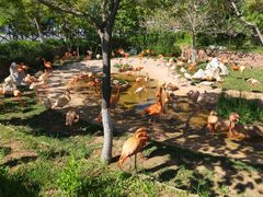 -大连森林动物园