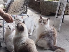 -喵屿·大理花园猫咖