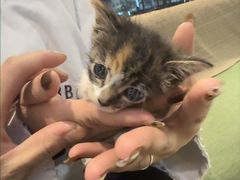 -御宝贝·A梦猫科宠物医院(国际猫友好医院)