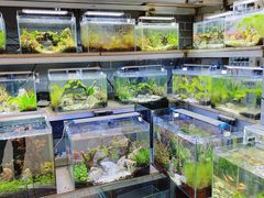 -青石桥花鸟鱼虫市场(叠翠城店)