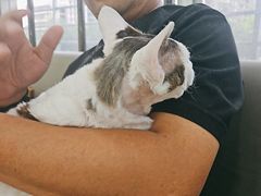 -pd派德宠物中心医院24H急重症·眼科中心·血液透析中心(嵩山北路店)