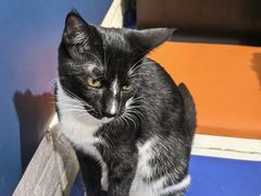 -平行世界·猫咖(首经贸店)