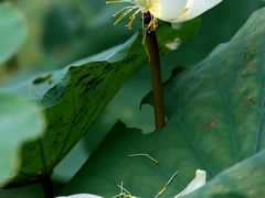 -中国科学院华南植物园