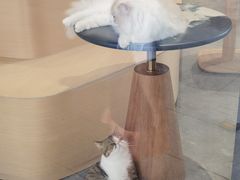 -瞄一喵猫咖(格力海岸店)