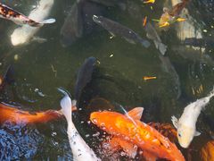 大鲤鱼-寻味顺德·南记酒家·传统顺德菜·鱼生(广源路店)