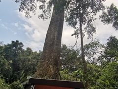 -海南霸王岭国家森林公园