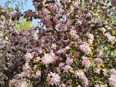 -长白岛森林公园