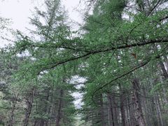 -狮子沟牧场