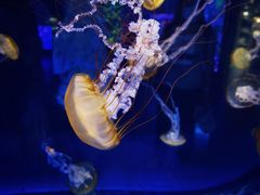 -上海海昌海洋公园