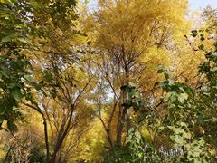 -大兴滨河森林公园