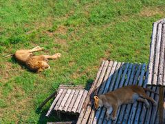 -青藏高原野生动物园
