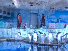 -海合安青岛极地海洋公园