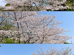 -闵行体育公园(七宝镇)