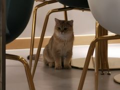 -飞行喵MR PILOT|猫舍·猫咖(静安大融城店)