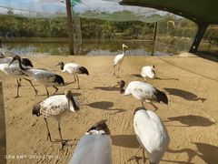 -盐城丹顶鹤湿地生态旅游区