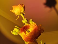 -more than meow吴止猫主题餐厅(承德 中船汇店)