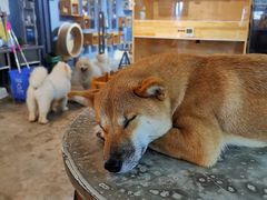 -more than meow吴止猫主题餐厅(承德 中船汇店)