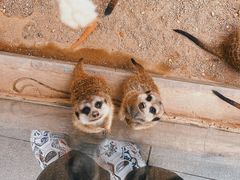 -森波拉奇妙世界