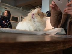 -藦茜花园宠物主题亲子互动体验馆(国顺东路店)