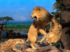 -国家自然博物馆