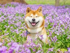 -台场海滨公园船码头