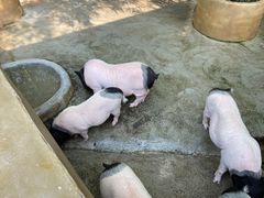 -东莞香市动物园