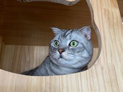 -Catmate·猫肥家润(金润铂宫店)