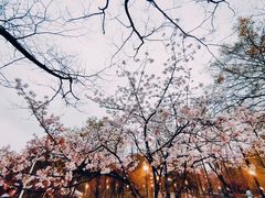 -大宁公园