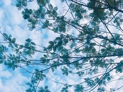 -红花湖景区
