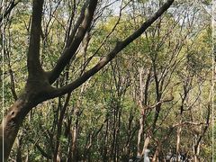 -紫金山山顶公园