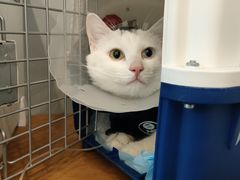 -伟伟宠物医院·瑞派猫友好医院·猫科(光谷店)