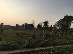 -田园东方蜜桃村的田野营地
