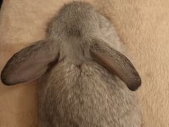 -猫猫幼稚园·撸猫·桌游·电玩