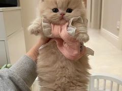 -欣宠猫屋·矮脚拿破仑·蓝金金渐层