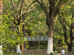 -东莞市大岭山森林公园