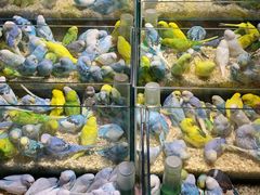 -青石桥花鸟鱼虫市场(叠翠城店)