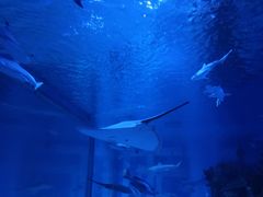 -成都浩海立方海洋公园