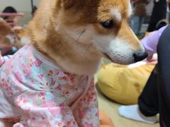 -逗柴咖啡屋·狗咖猫咖宠物桌游