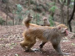 -黔灵山公园