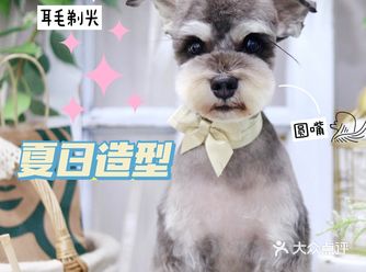 成都探店|雪纳瑞超nice造型拿给“Tony”看吧！