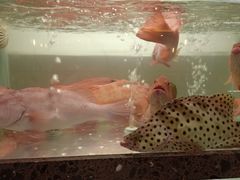 -甄御•海鲜新青岛菜(麦岛店)