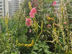 -凤凰湘语·湘粤鲜融(浦东旗舰店)