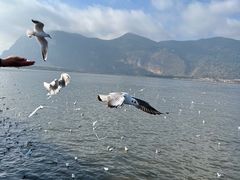 -海埂大坝