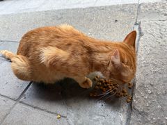 -龙华素斋(龙华路店)