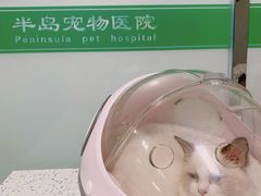 -半岛宠物医院24小时(科华中路店)