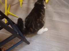 -柴迷FANS CLUB·柴犬狗咖·猫咖