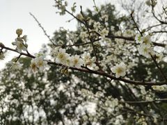 -无锡梅园公园